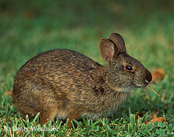 Marsh Rabbit 2226-25.jpg - 62114 Bytes